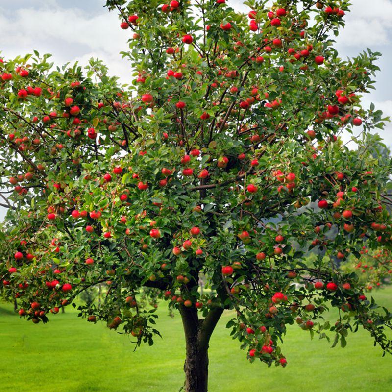 Apple Tree which produces apple wood for smoking