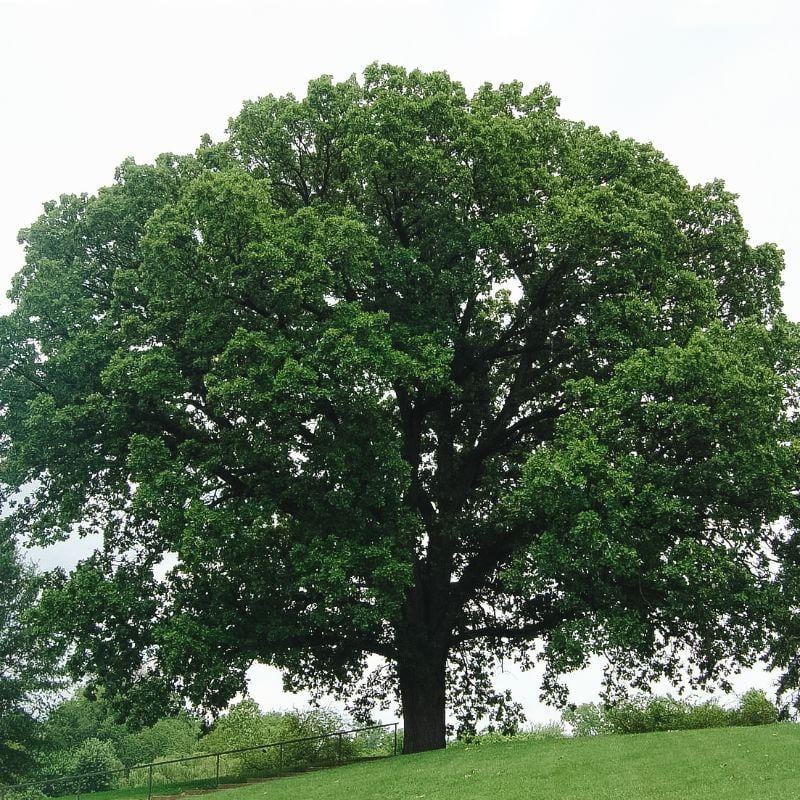 Oak Tree which produces oak wood for cooking in wood fired pizza oven
