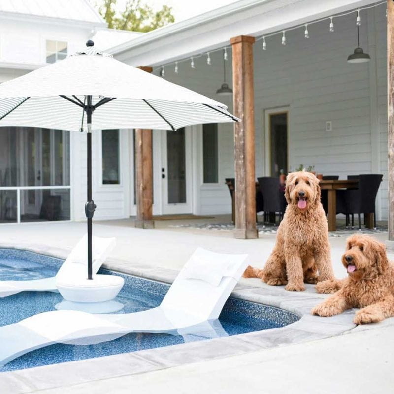 Ledge Lounger Signature Chaise under an umbrella next to two puppies