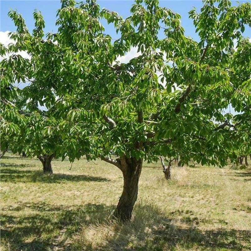 Cherry Tree which produces cherry wood for cooking
